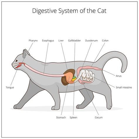  CBD has been demonstrated to help cats with gastrointestinal issues maintain a healthy gut microbiome